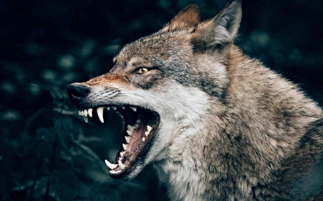Look Back| Leadership Styles: Jesus vs. The Wolves