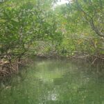 Mangrove trees in the Florida Keys.