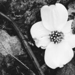 A black-and-white image of dark-colored leaves and twigs on the ground with a single, white Dogwood tree bloom.