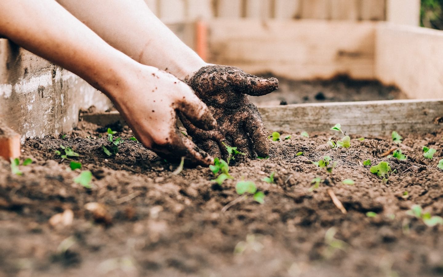 A person’s hands covered in dirt while planting seedlings.