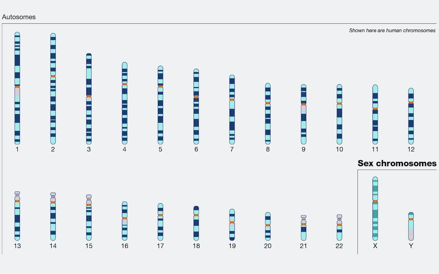 An illustration of human chromosomes.