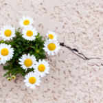 Daisies growing out of a crack in stone.