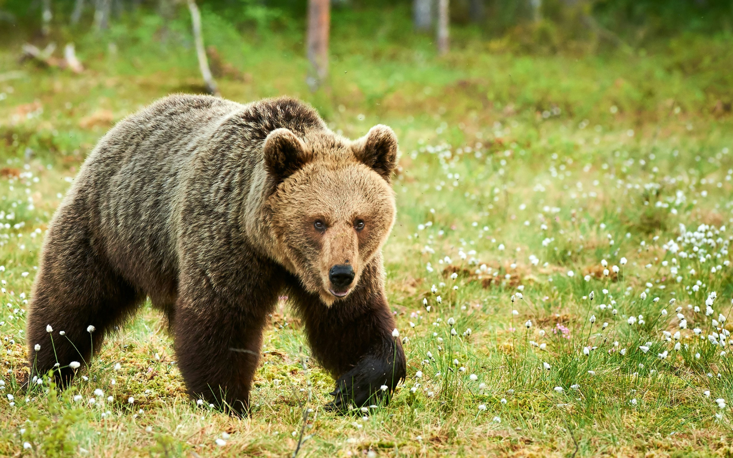 A Queer Take on the Man vs Bear Debate - Good Faith Media