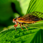 A photo of a cicada on a leaf.
