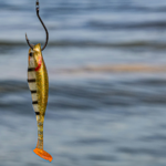 A minnow on a fish hook.