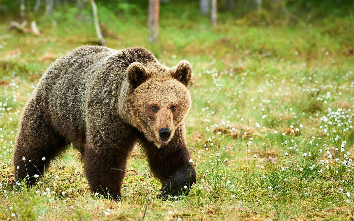 A bear roaming in a forest.