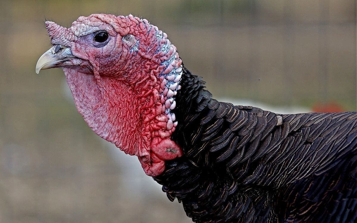 Turkey