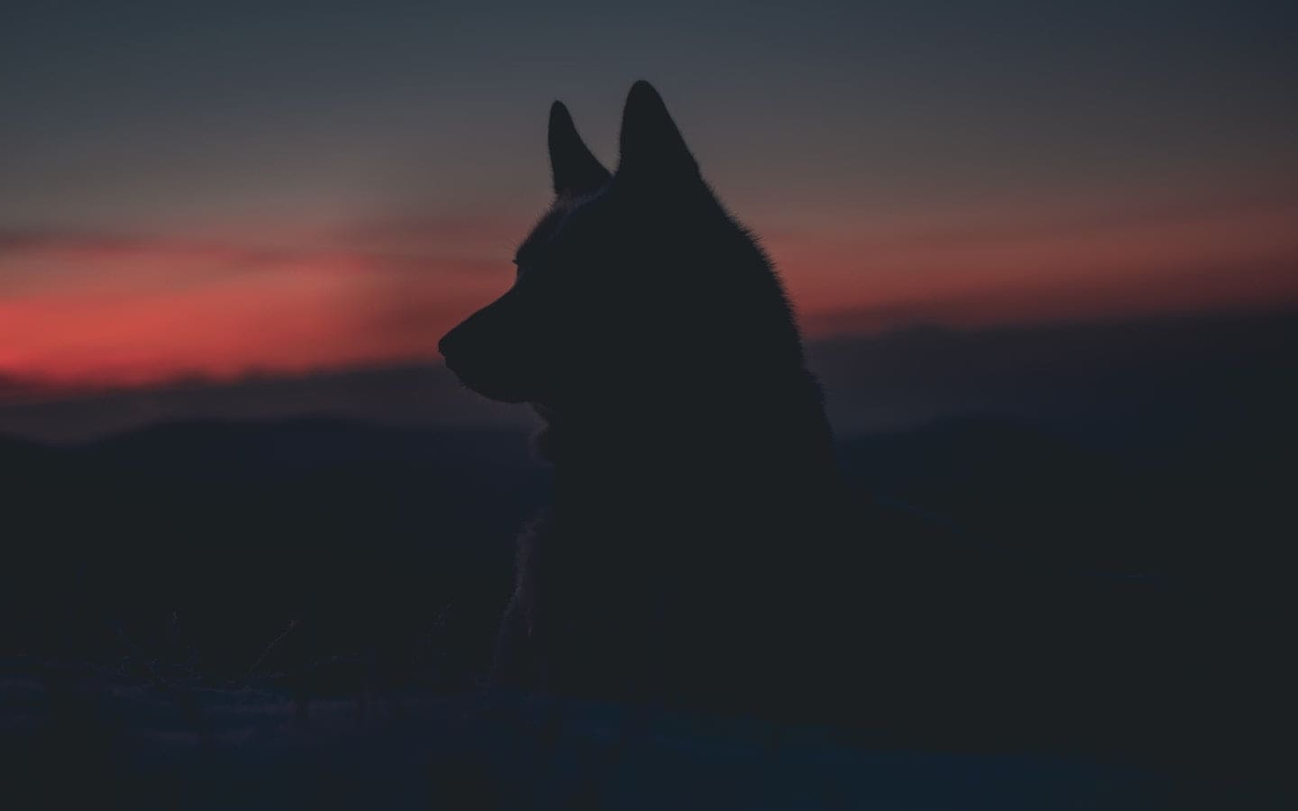 The silhouette of a wolf against a sky with red hues as the sun sets.