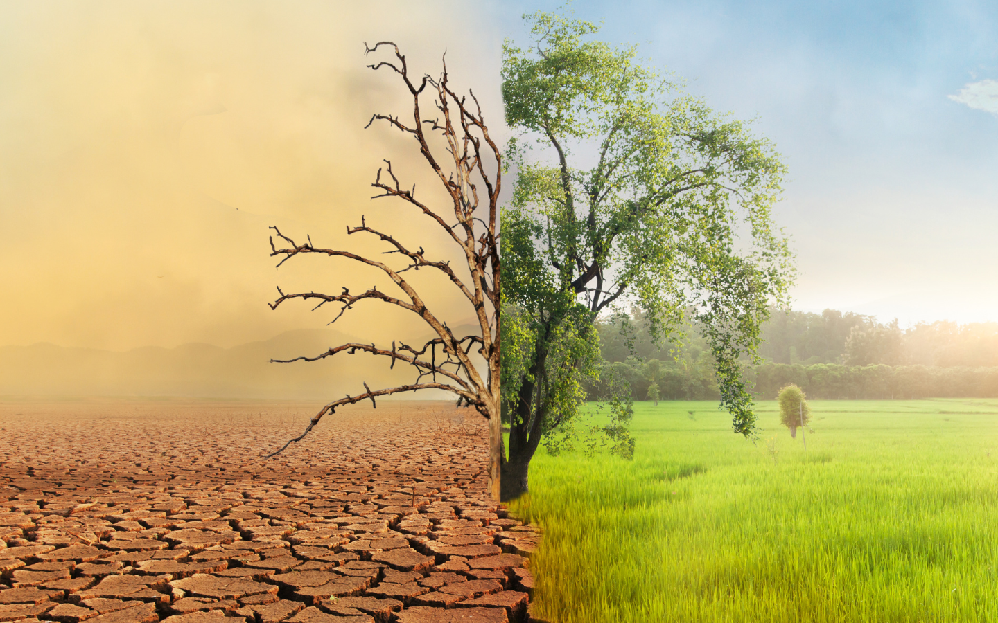 An photographic rendering of a landscape that can either be barren or full of life.