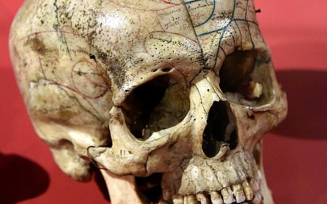 A skull on display as part of the Wellcome Collection in London, England.